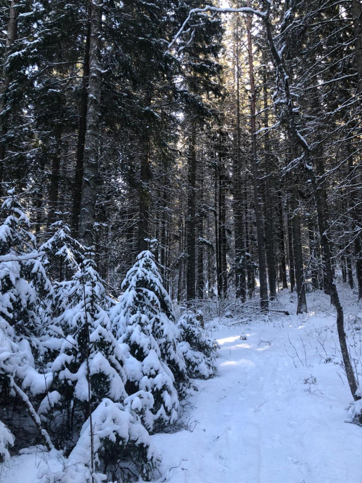 Kungsbergetnatur Järbo Dış mekan fotoğraf